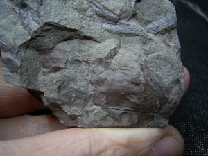 Eurypteriden Parahughmilleria hefteri