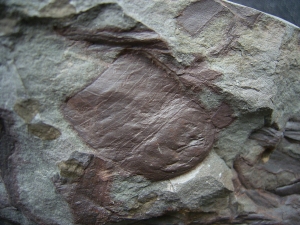 Seeskorpion: Parahughmilleria hefteri