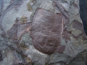 Seeskorpion: Parahughmilleria hefteri