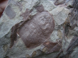 Seeskorpion: Parahughmilleria hefteri