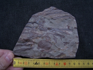 Seeskorpion: Parahughmilleria hefteri