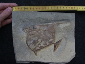 Flagellipinna Rhomboides