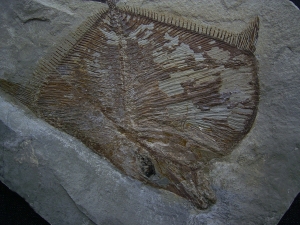 Flagellipinna Rhomboides