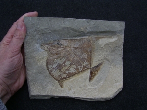 Flagellipinna Rhomboides