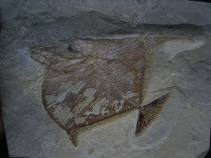 Flagellipinna Rhomboides