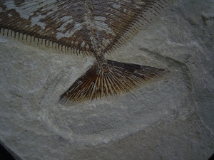 Flagellipinna Rhomboides