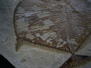 Flagellipinna Rhomboides