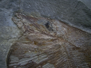 Flagellipinna Rhomboides