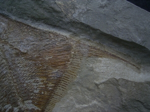 Flagellipinna Rhomboides