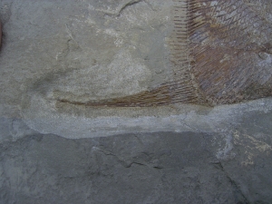 Flagellipinna Rhomboides