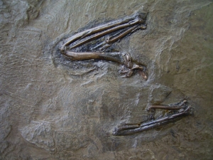 Messel Vogelknochen