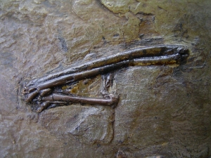 Messel Vogelknochen