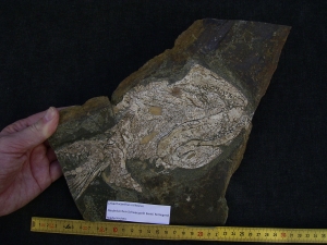 Haischädel Lebachacanthus