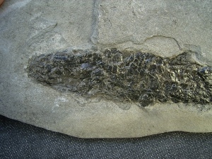Quastenflosser Osteolepis