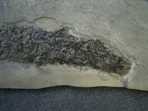 Quastenflosser Osteolepis