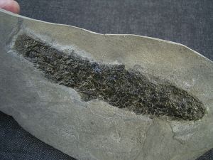 Quastenflosser Osteolepis
