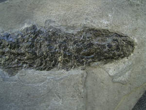Quastenflosser Osteolepis