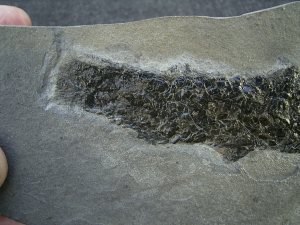 Quastenflosser Osteolepis
