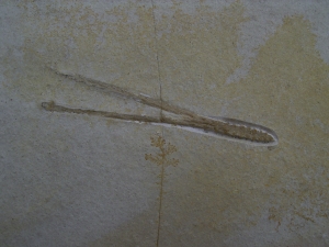 Flugsaurier Kiefer, Solnhofen