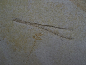 Flugsaurier Kiefer, Solnhofen