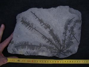 Wunderschoener fossiler Farn