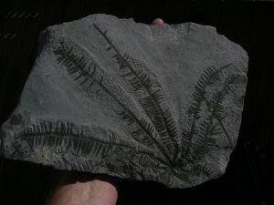 Wunderschoener fossiler Farn