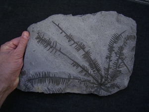 Wunderschoener fossiler Farn