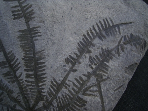 Wunderschoener fossiler Farn