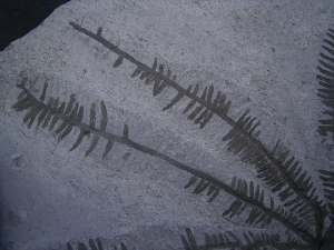 Wunderschoener fossiler Farn