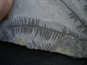 Wunderschoener fossiler Farn