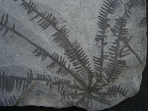 Wunderschoener fossiler Farn