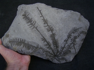 Wunderschoener fossiler Farn