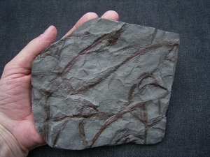 Drepanophycus, Devon-Raritaet!