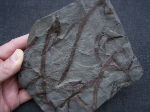 Drepanophycus, Devon-Raritaet!