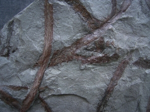 Drepanophycus, Devon-Raritaet!