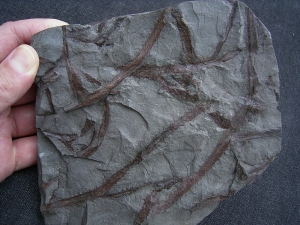 Drepanophycus, Devon-Raritaet!