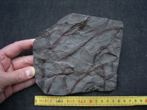 Drepanophycus, Devon-Raritaet!