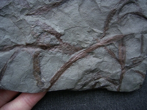 Drepanophycus, Devon-Raritaet!