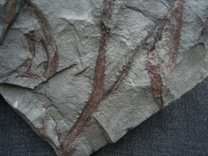 Drepanophycus, Devon-Raritaet!