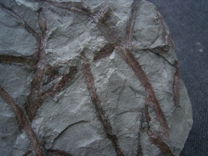 Drepanophycus, Devon-Raritaet!