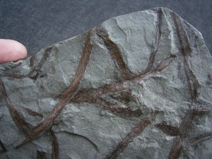 Drepanophycus, Devon-Raritaet!