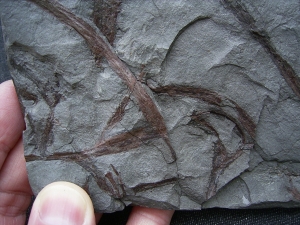 Drepanophycus, Devon-Raritaet!