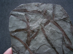 Drepanophycus, Devon-Raritaet!