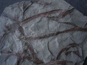 Drepanophycus, Devon-Raritaet!