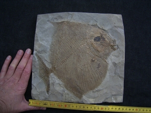 Palaeobalistum - ein wahrer Riese!