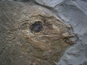 Palaeobalistum - ein wahrer Riese!