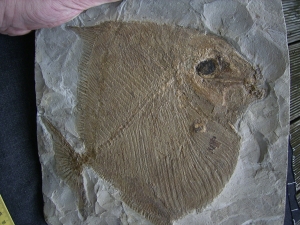 Palaeobalistum - ein wahrer Riese!