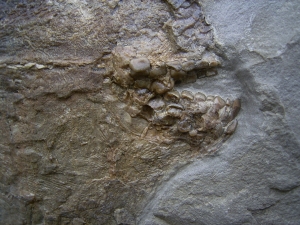 Palaeobalistum - ein wahrer Riese!