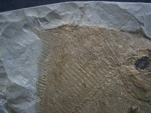 Palaeobalistum - ein wahrer Riese!