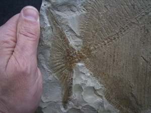 Palaeobalistum - ein wahrer Riese!